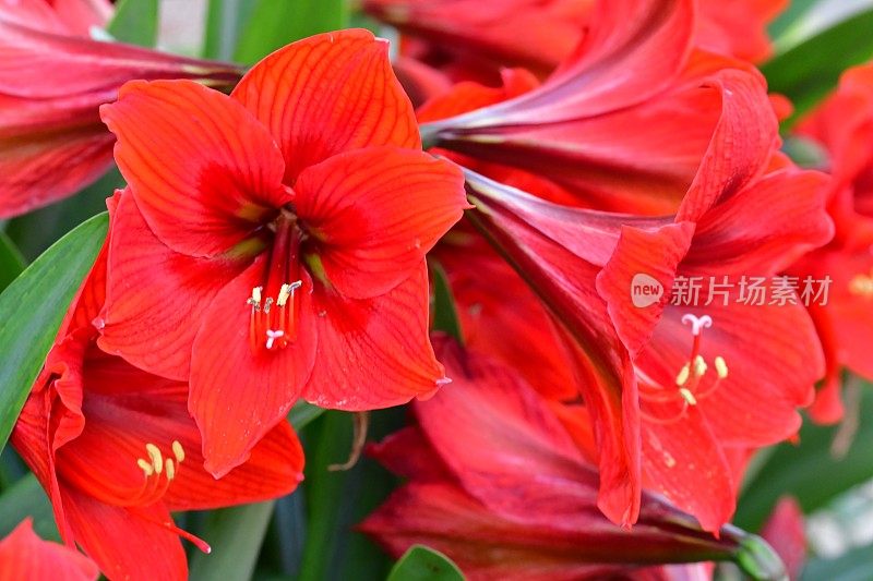 孤挺花/ Hippeastrum